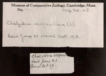 Media type: image;   Herpetology R-194645